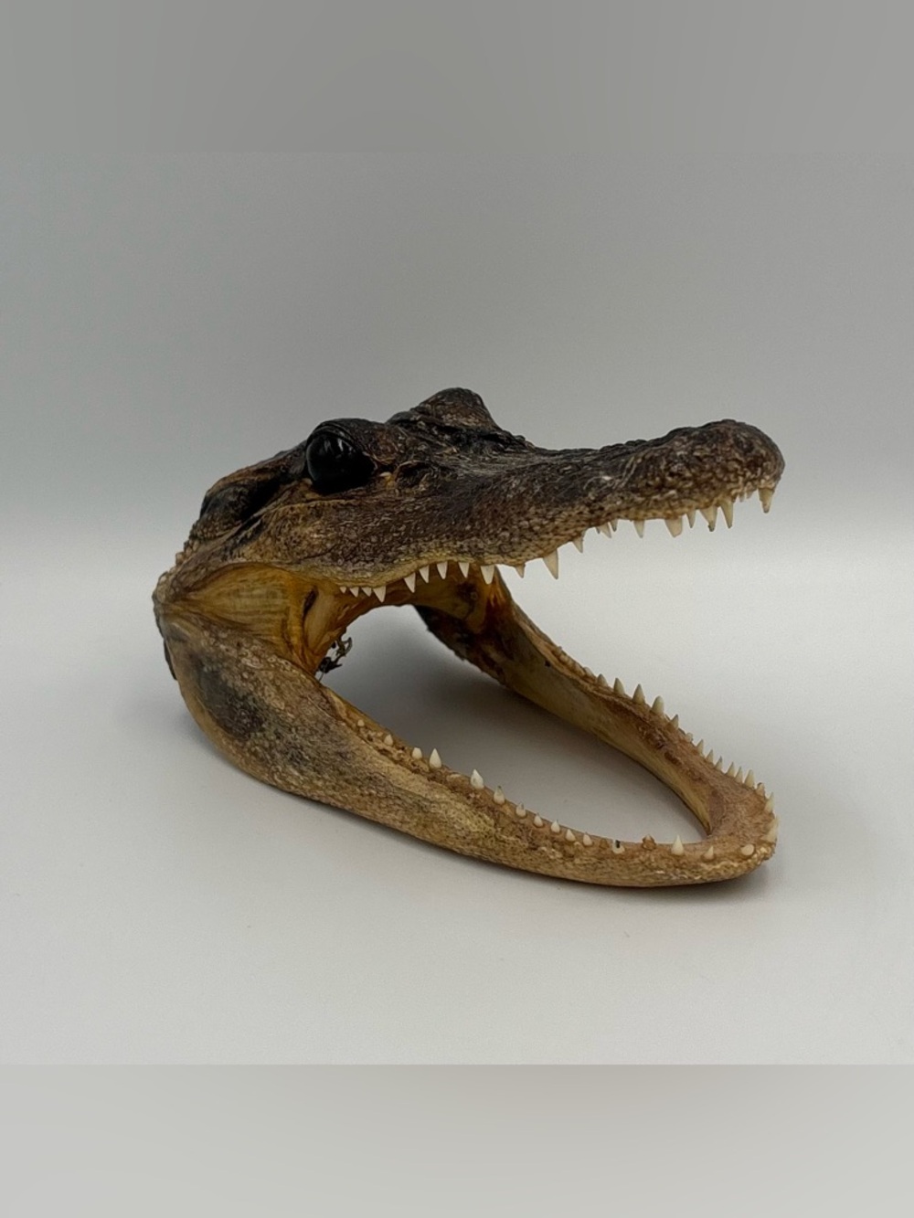 RARE Alligator Taxidermy Gator Skull Head 5.5” Real Reptile Decor Curio Display